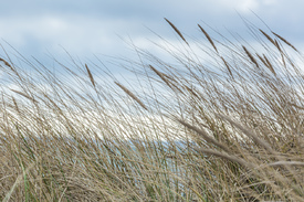 Strandhafer/12710161
