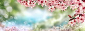 Frühlingshintergrund mit Kirschblüten/12711835