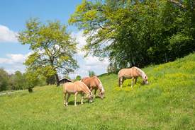 Drei Pferde auf der Weide/12755978