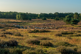 Westruper Heide im August/12808795