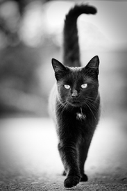Schwarze Katze/12812651