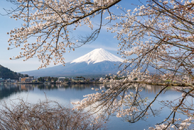 Berg Fuji und Kawaguchi See im Frühling/12813615