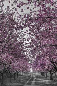 Wunderschöne Kirschblütenallee in pink/12814394