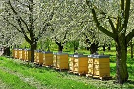 Bees in Paradise - Bienen im Paradies/12817953