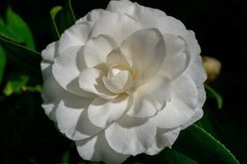 Camellia japonica  in weiß/12818514