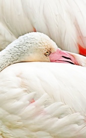 trauriger Flamingo/12819079