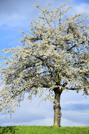 Der Kirschbaum/12819905
