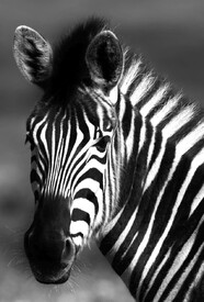 Zebra sw/12824305