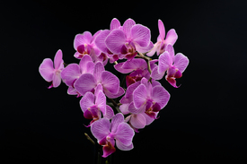 blühende Phalaenopsis/12825246