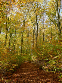 Farbenexplosion im Herbstwald/12852033