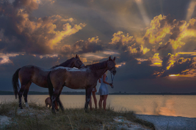 Pferde am Strand im Sonnenuntergang/12852096