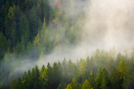 Nebelwald in den Tiroler Alpen/12852098