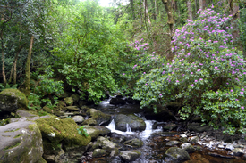 Killarney National Park/12852278