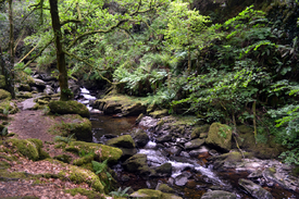 Killarney National Park/12852284