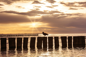 Abendstimmung an der Nordsee/12852486