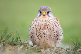 Federbällchen III Turmfalke/12868341