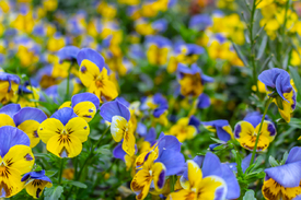 Stiefmütterchen - Viola wittrockiana/12891159