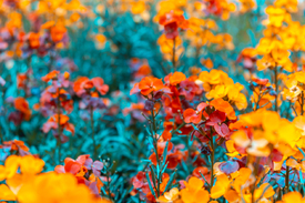Schöterich - Erysimum Constant Cheer/12892456