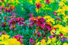 Schöterich - Erysimum Constant Cheer/12892457