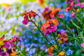 Schöterich - Erysimum Constant Cheer/12892458