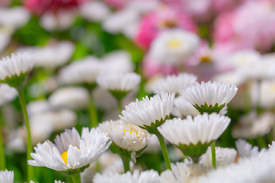 Bellis perennis - Gänseblümchen/12892460