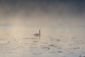 Morgengold am Hopfensee/12892498