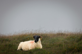 Schaf im Dartmoor/12892695
