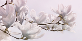 Magnolienblüten/12893263