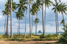 Palmenstrand auf Koh Yao Yai Thailand/12893323
