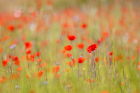 Mohnblumen im Getreidefeld/12893365