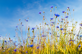 Kornblumen im Kornfeld/12893367
