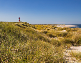 Sylt unter Blauem Himmel/12893394