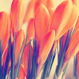 Krokusse/12897081