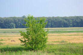 Solitär/12898801