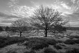 Die Westruper Heide erwacht/12898836