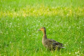 Spaziergang im Gras/12898850