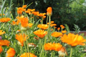Ringelblumen/12899154