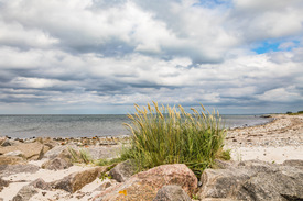 Strandhafer und Ostsee Findlinge/12899220