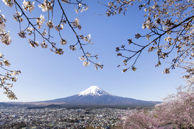 Fantastischer Blick auf den Fuji bei Kirschblüte/12899252