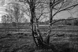 Birke in der Westruper Heide/12899259