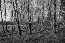 birken in der Westruper Heide/12899260