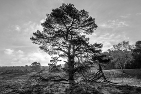 Alte Waldkiefer in der Westruper Heide/12899261