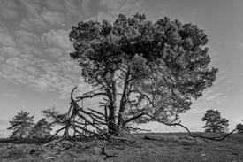 freistehende Waldkiefer in der Westruper Heide/12899262