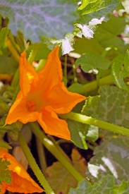 Zucchiniblüte/12899281