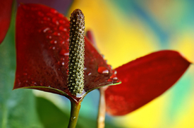 Anthurium/12899330
