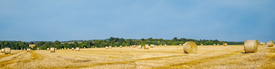 Strohernte im Waldviertel Niederösterreich/12899570