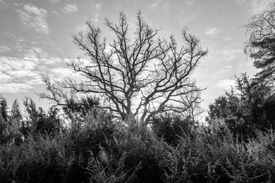 Sonnenaufgang hinter dem abgestorbenen Baum/12899581