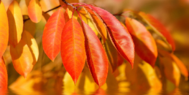 Herbstblätter/12899586