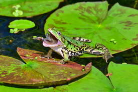 Der Frosch und die Libelle /12899771