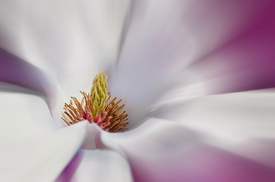 Magnolie/12900404